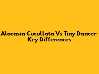 Alocasia Cucullata Vs Tiny Dancer: Key Differences