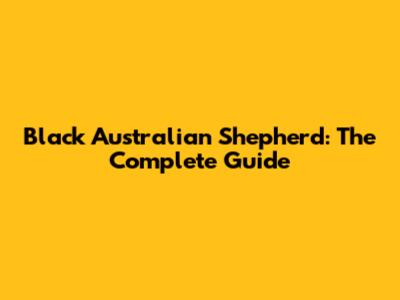 Black Australian Shepherd: The Complete Guide
