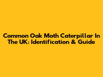 Common Oak Moth Caterpillar In The UK: Identification & Guide