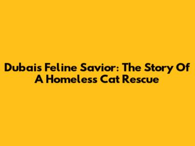 Dubai's Feline Savior: The Story Of A Homeless Cat Rescue
