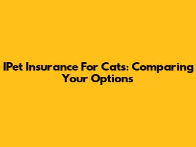 IPet Insurance For Cats: Comparing Your Options