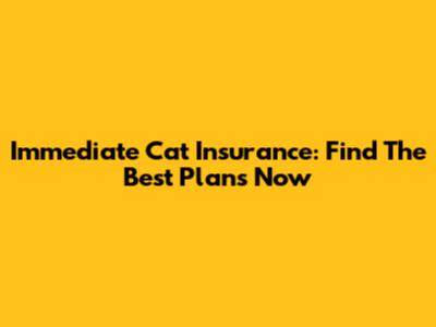 Immediate Cat Insurance: Find The Best Plans Now