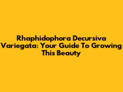 Rhaphidophora Decursiva Variegata: Your Guide To Growing This Beauty